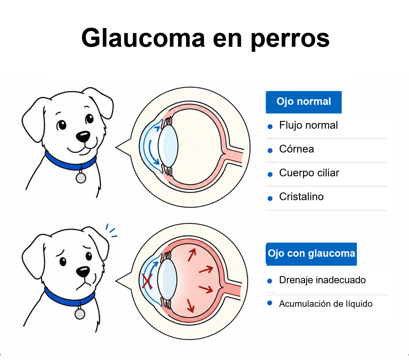 Glaucoma en el Border Collie