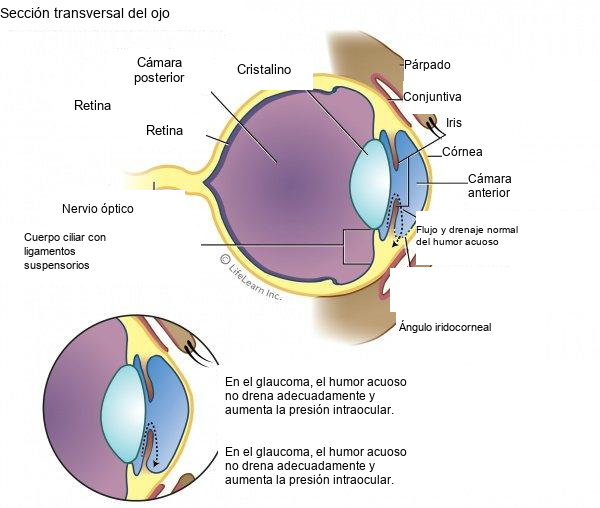 Goniodisgenesis y Glaucoma en el Border Collie