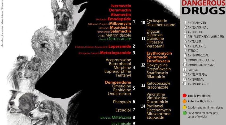mdr1 abcb1-b1 sensibilidad a la ivermectina fármacos peligrosos