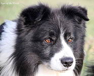 eyes of the world cheyenne