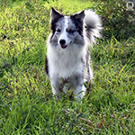 xplosive silver bullet de gardelcan