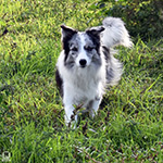 xplosive silver bullet de gardelcan
