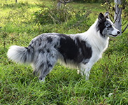 xplosive silver bullet de gardelcan