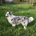 xplosive silver bullet de gardelcan