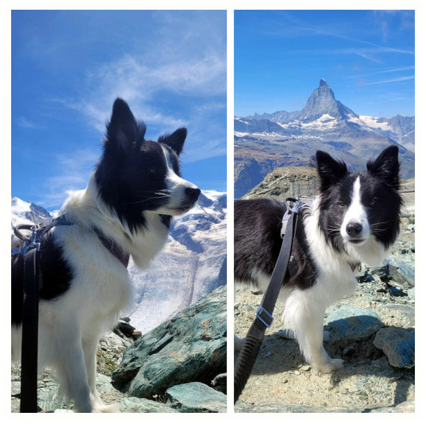 border collie negra y blanca en familia madrid