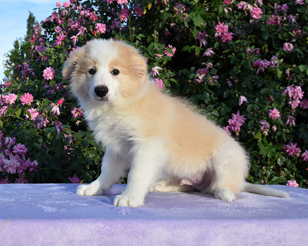 border collie color rojo australiano rubio dorado