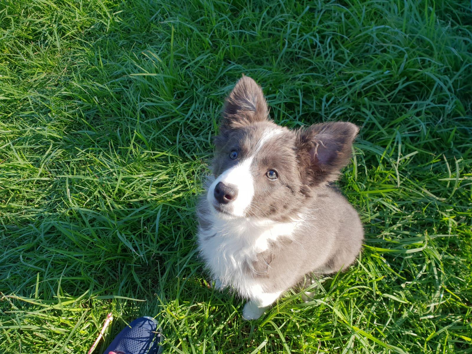 cachorro border collie color marrón diluido lilac y blanco