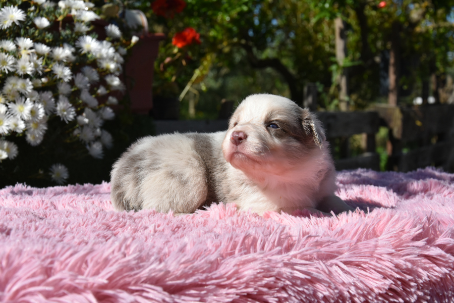 cachorro border collie color lilac merle rojo mirlo diluido