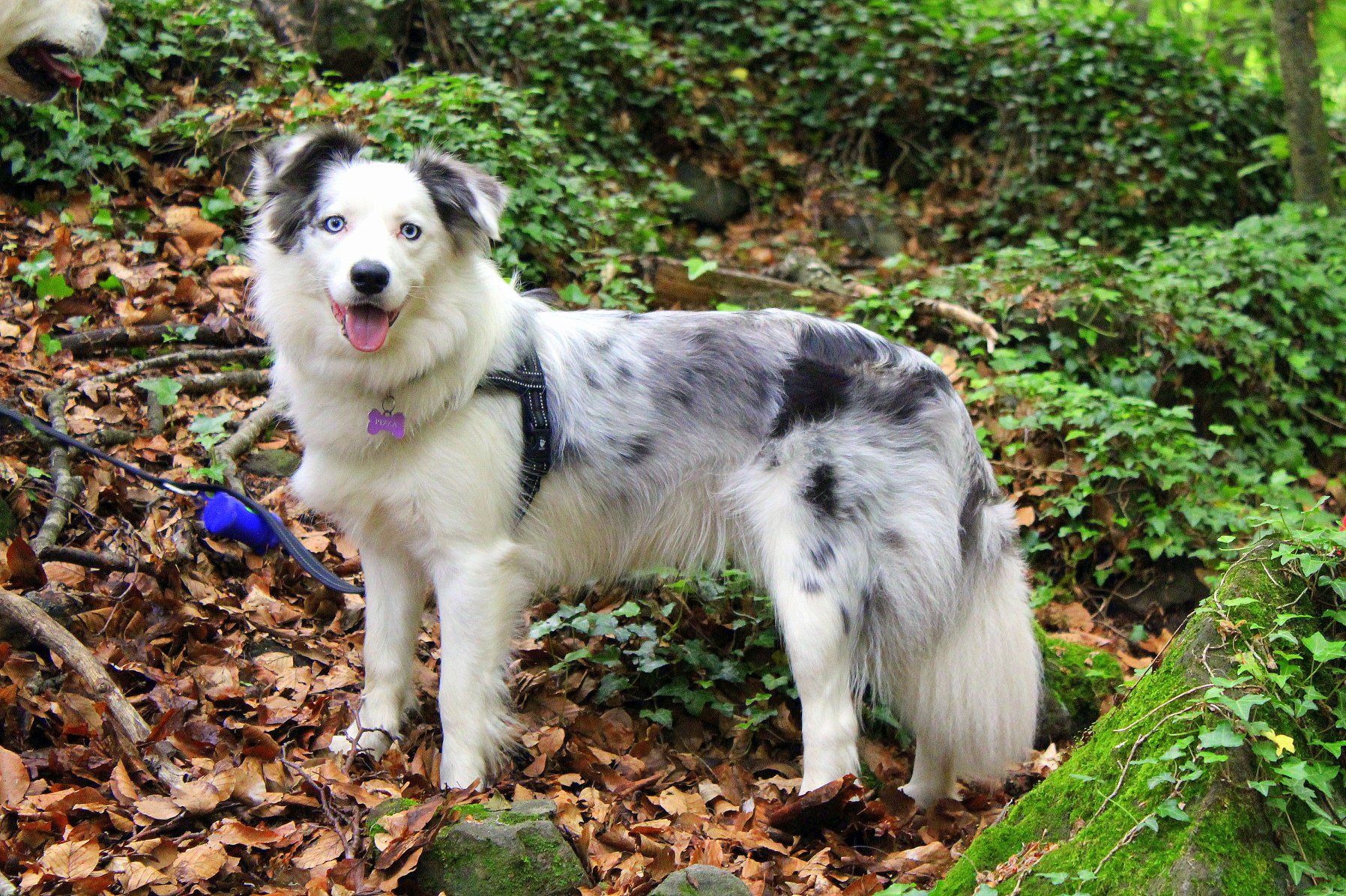 border collie color slate merle azul mirlo diluido