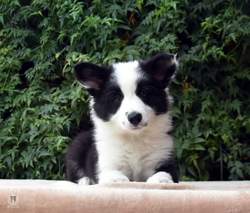 cachorro criadero border collie