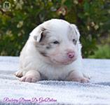 Raspberry Dream De GarDelcan - Hembra