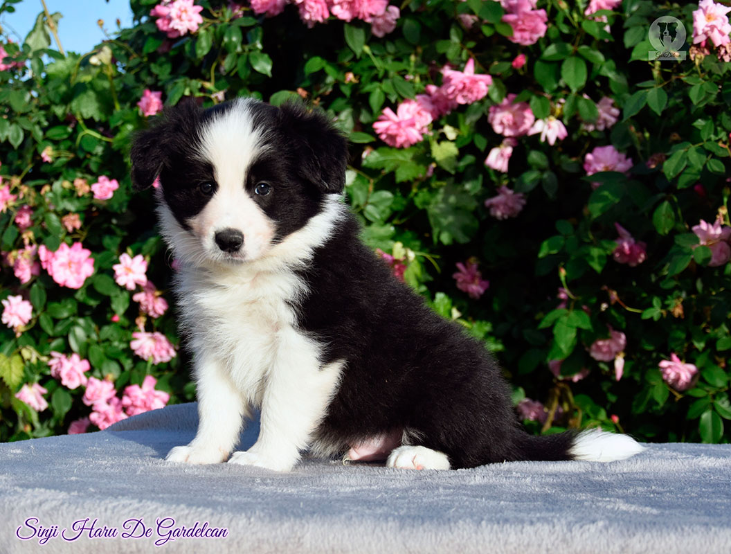cachorro criadero border collie
