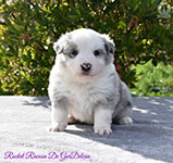 Rocket Racoon De GarDelcan - Macho