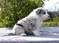 Rocket Racoon De GarDelcan - Macho