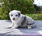 Rocket Racoon De GarDelcan - Macho