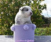 Rocket Racoon De GarDelcan - Macho