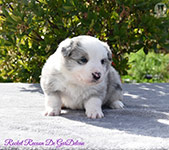 Rocket Racoon De GarDelcan - Macho