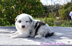 Runaway Blues De GarDelcan - Macho