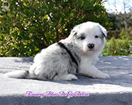 Runaway Blues De GarDelcan - Macho