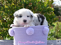 Runaway Blues De GarDelcan - Macho