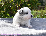 Runaway Blues De GarDelcan - Macho