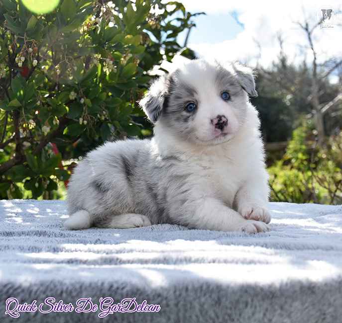 cachorro Border Collie slate merle Gardelcan