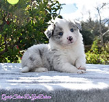 Quick Silver De GarDelcan - Hembra