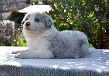 Quick Silver De GarDelcan - Hembra