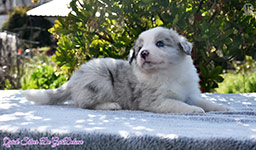 Quick Silver De GarDelcan - Hembra