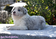 Quick Silver De GarDelcan - Hembra