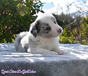 Quick Silver De GarDelcan - Hembra